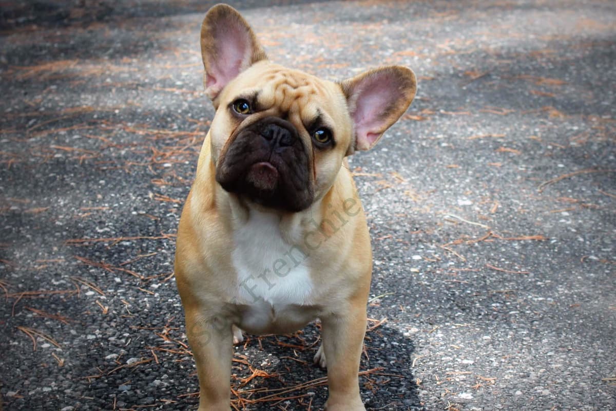 French Bulldog Puppies breeder image 7