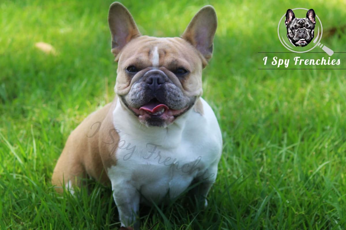 French Bulldog Puppies breeder image 9