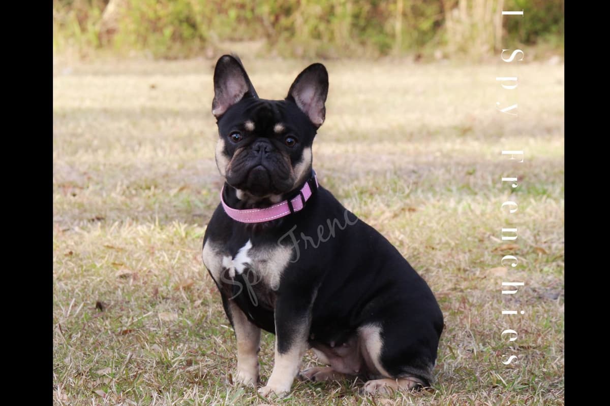 French Bulldog Puppies breeder image 11