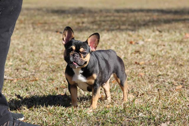 French Bulldog Puppies media 2