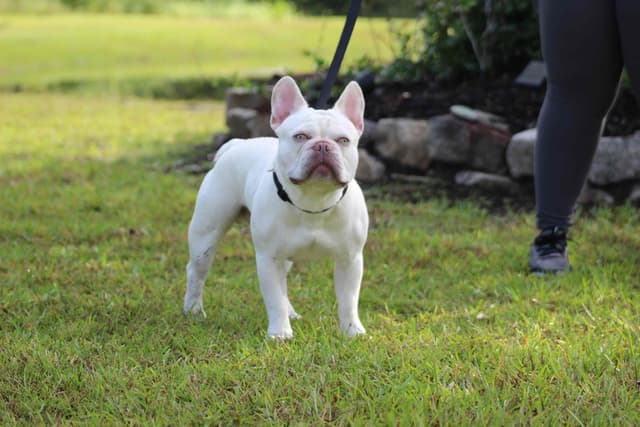 French Bulldog Puppies media 3