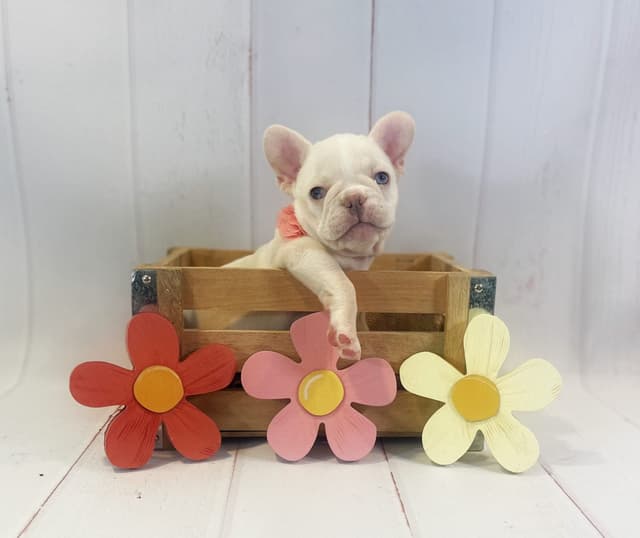 French Bulldog Puppies media 4