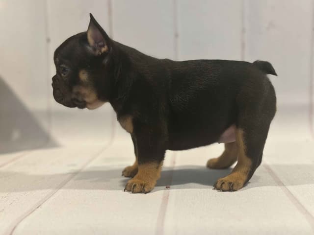 French Bulldog Puppies media 2