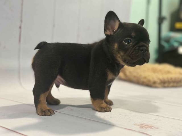 French Bulldog Puppies media 8