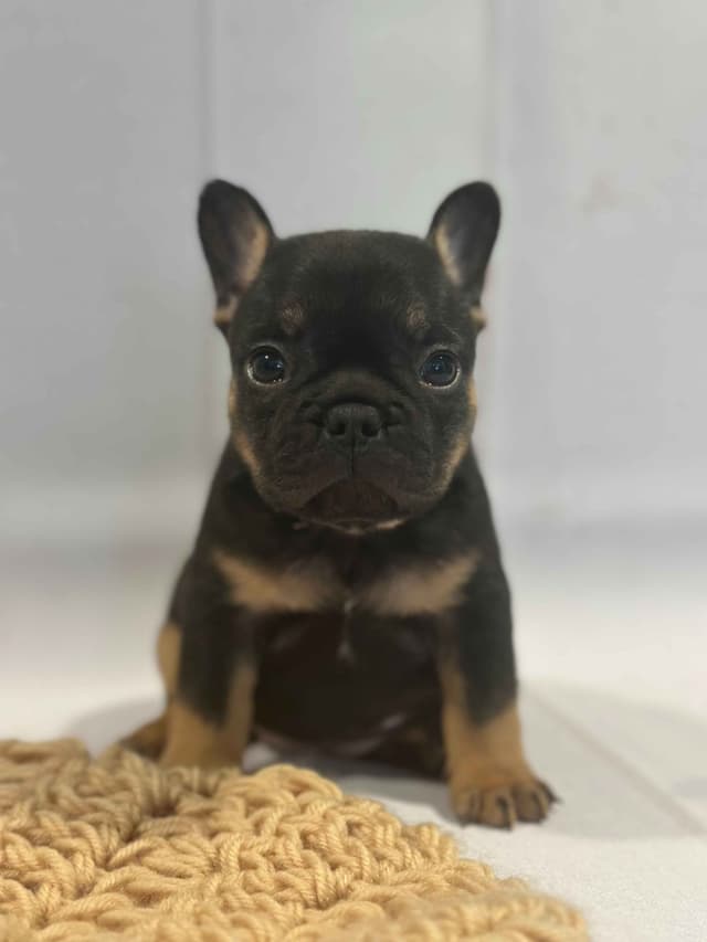 French Bulldog Puppies media 3