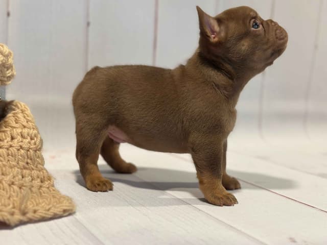 French Bulldog Puppies media 4
