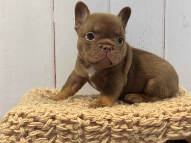 French Bulldog Puppies media 5