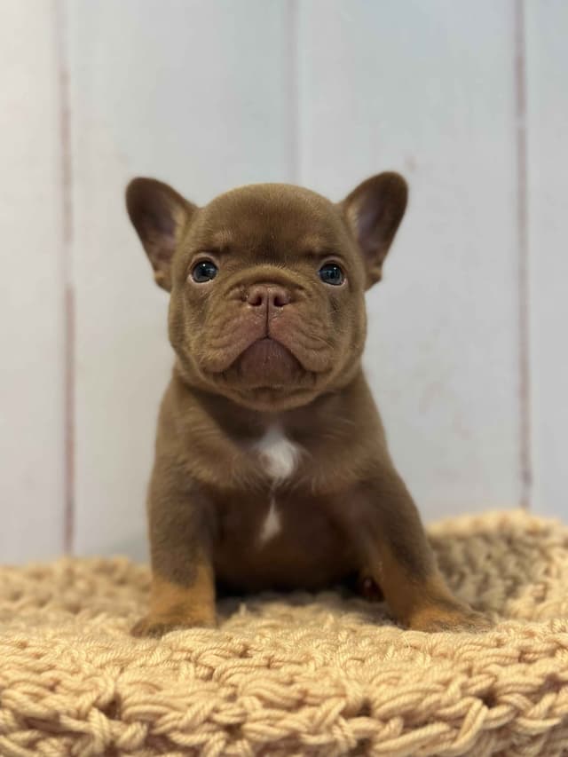 French Bulldog Puppies media 6