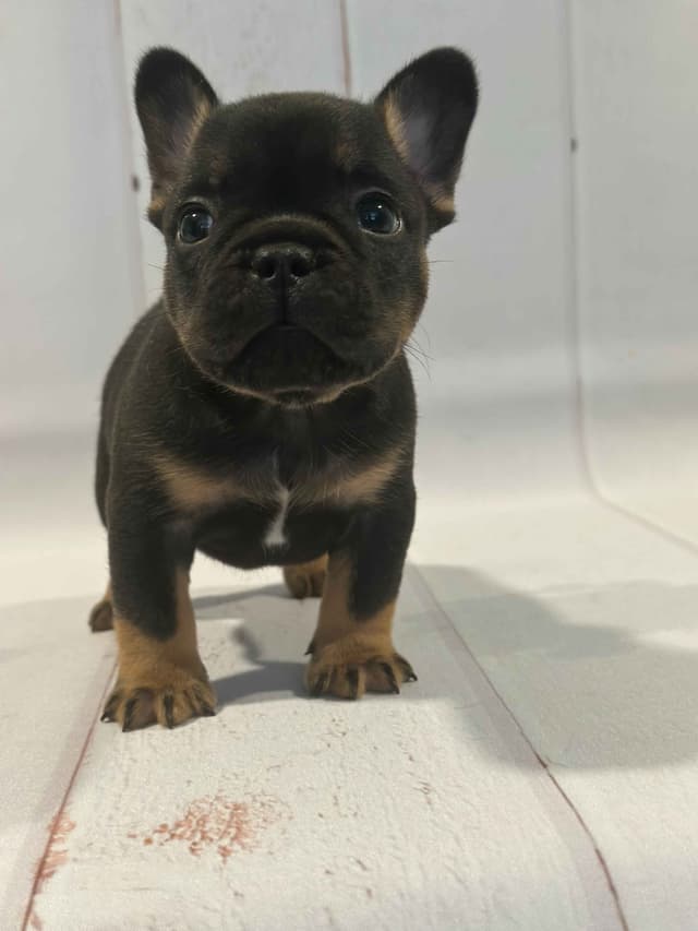 French Bulldog Puppies media 9
