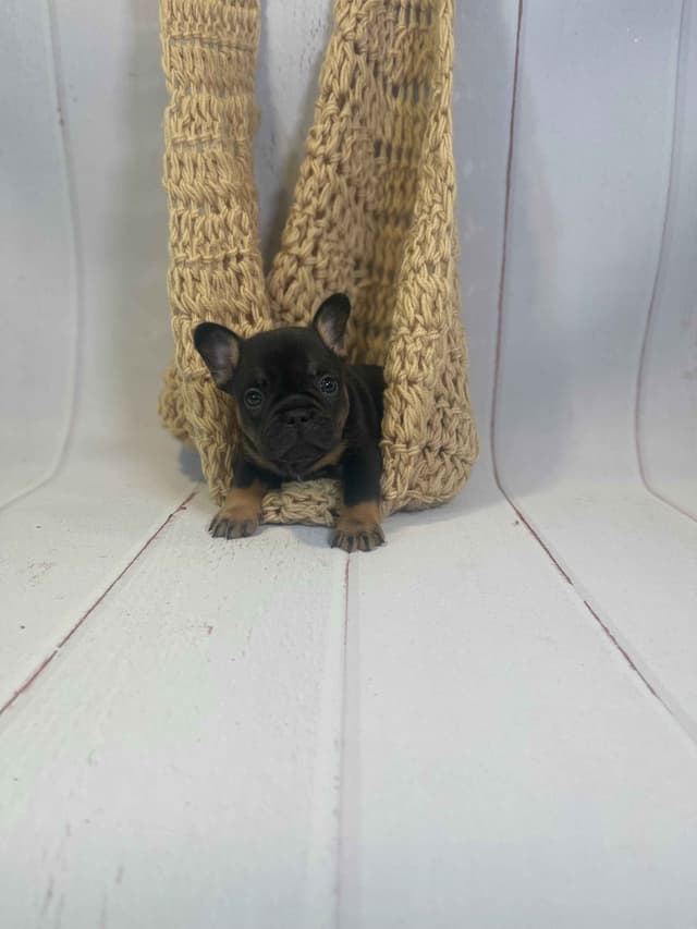 French Bulldog Puppies media 10