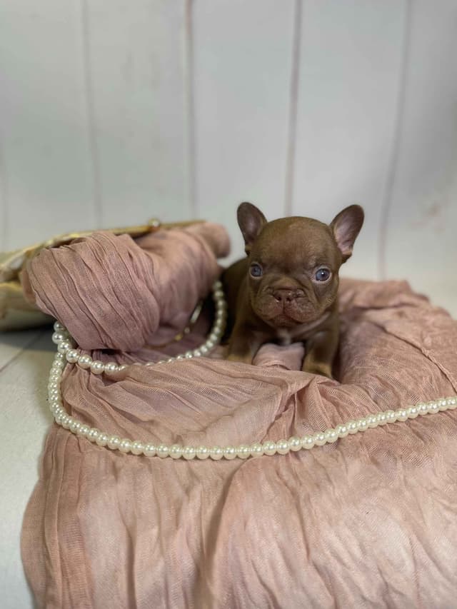 French Bulldog Puppies media 14