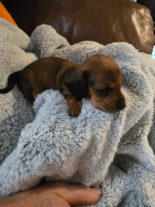 Dachshund Puppies media 4