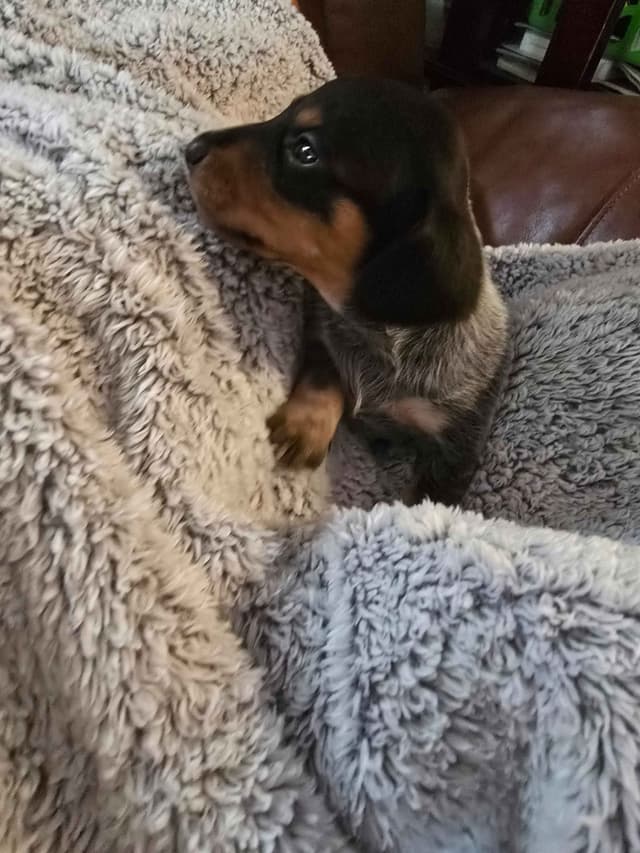 Dachshund Puppies media 2