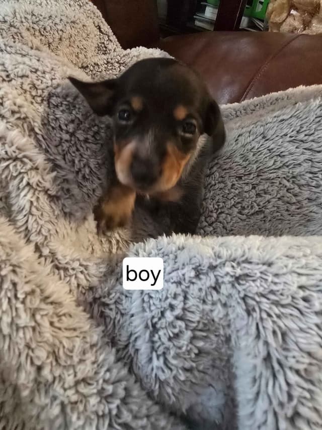 Dachshund Puppies media 3