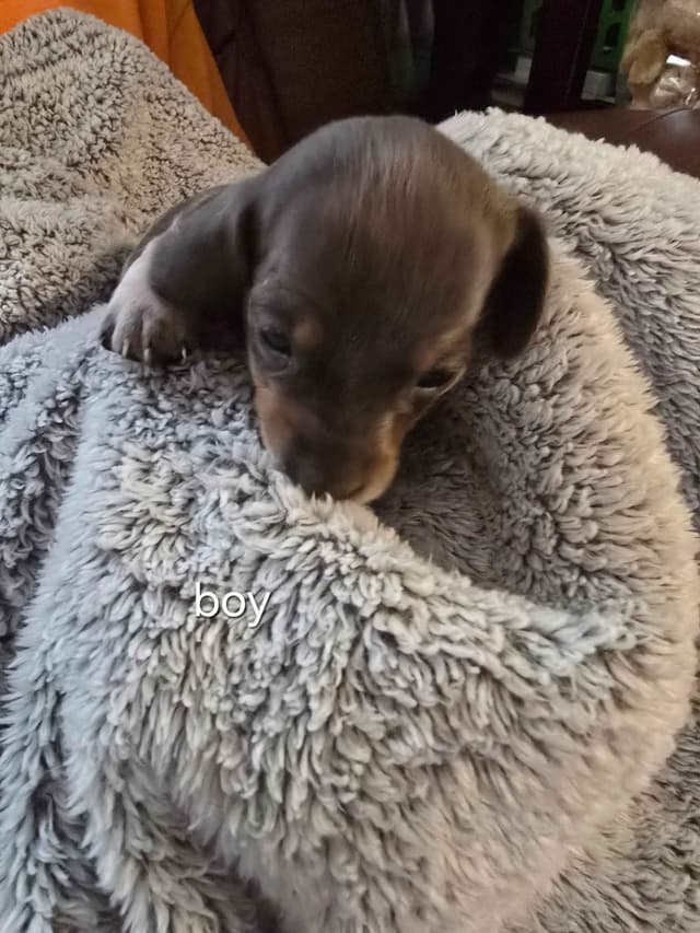 Dachshund Puppies media 5