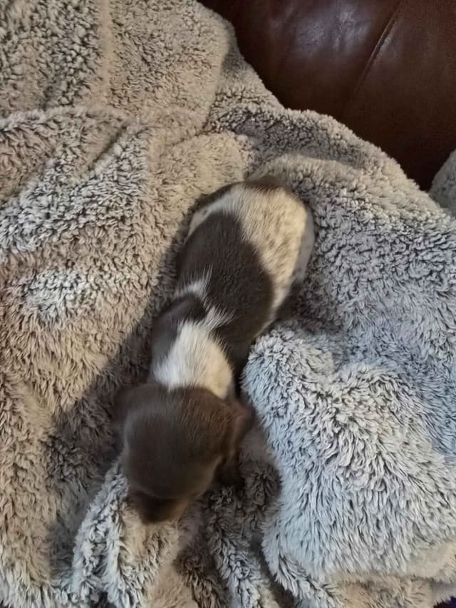 Dachshund Puppies media 7