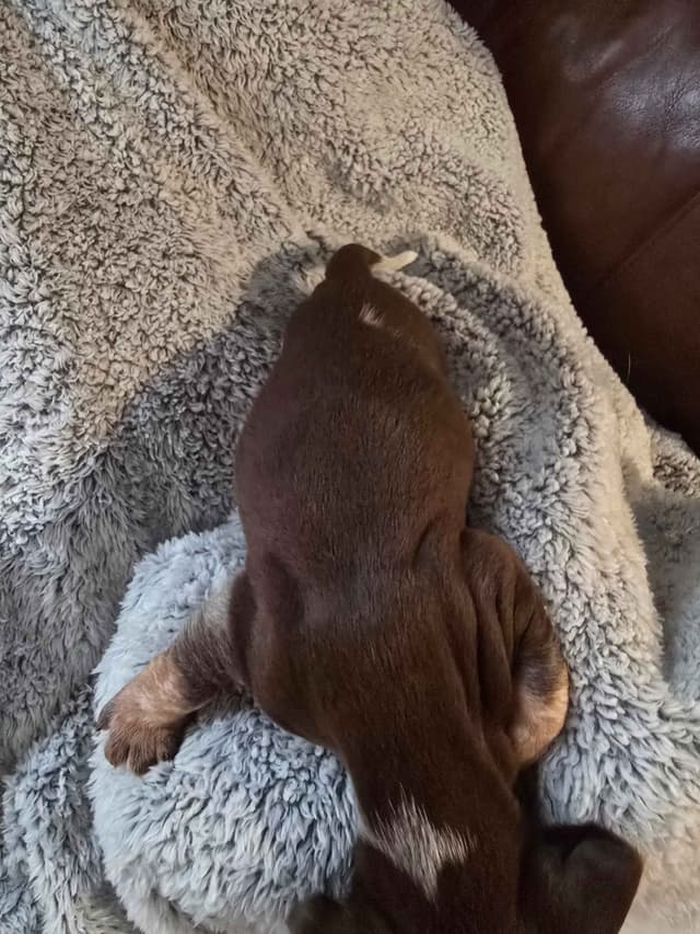 Dachshund Puppies media 8