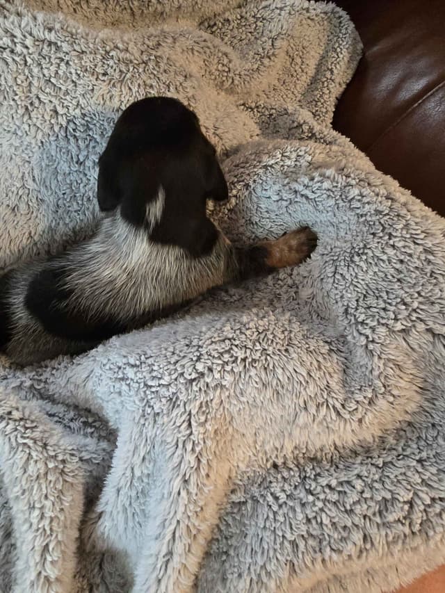Dachshund Puppies media 9