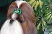 Shih Tzu Puppies Pixel breeder image 2