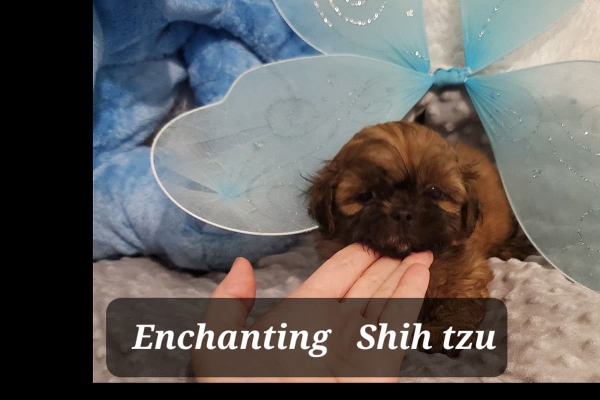 Shih Tzu Puppies Pixel breeder image 3