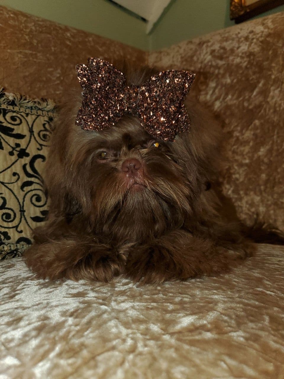 Shih Tzu Puppies Pixel breeder image 5