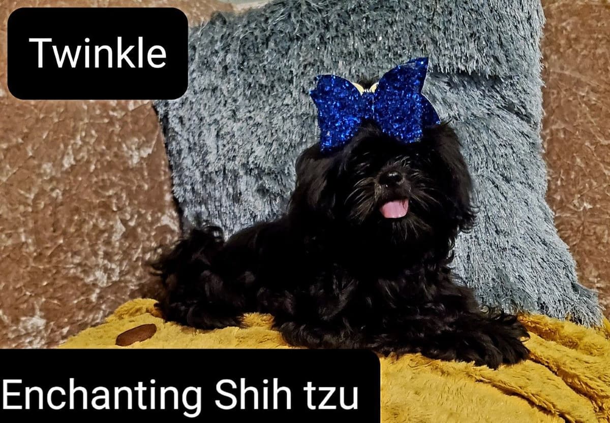 Shih Tzu Puppies Pixel breeder image 6