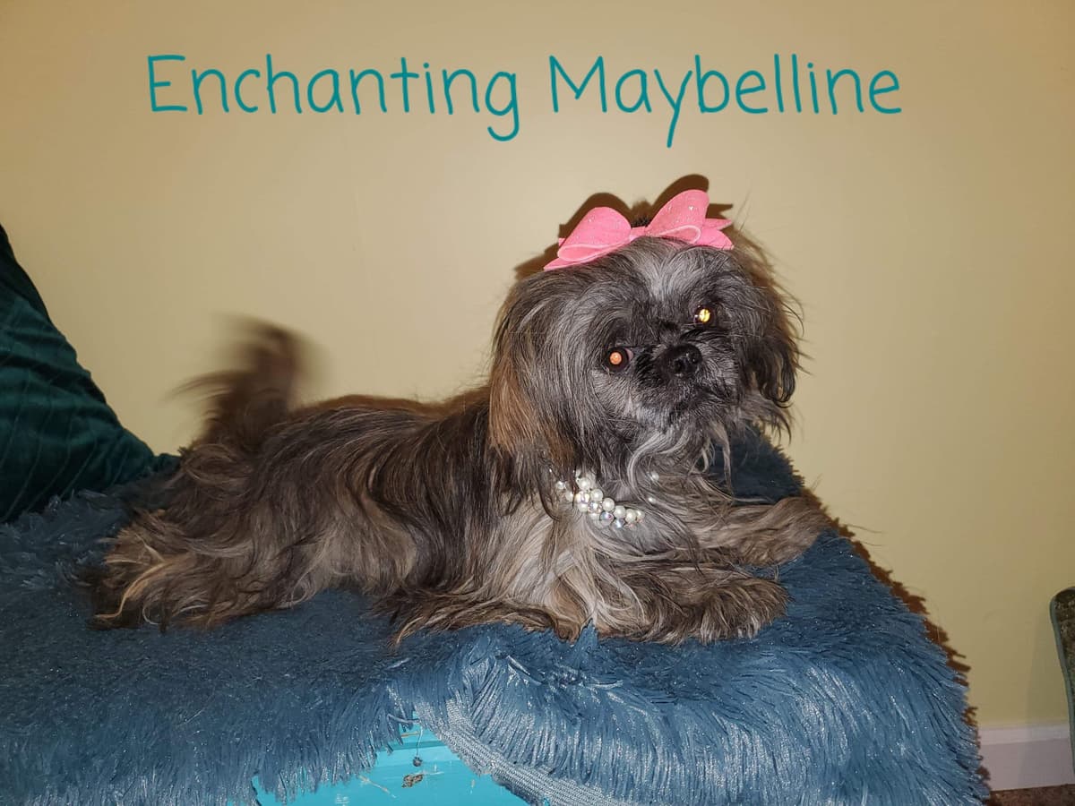 Shih Tzu Puppies Pixel breeder image 8