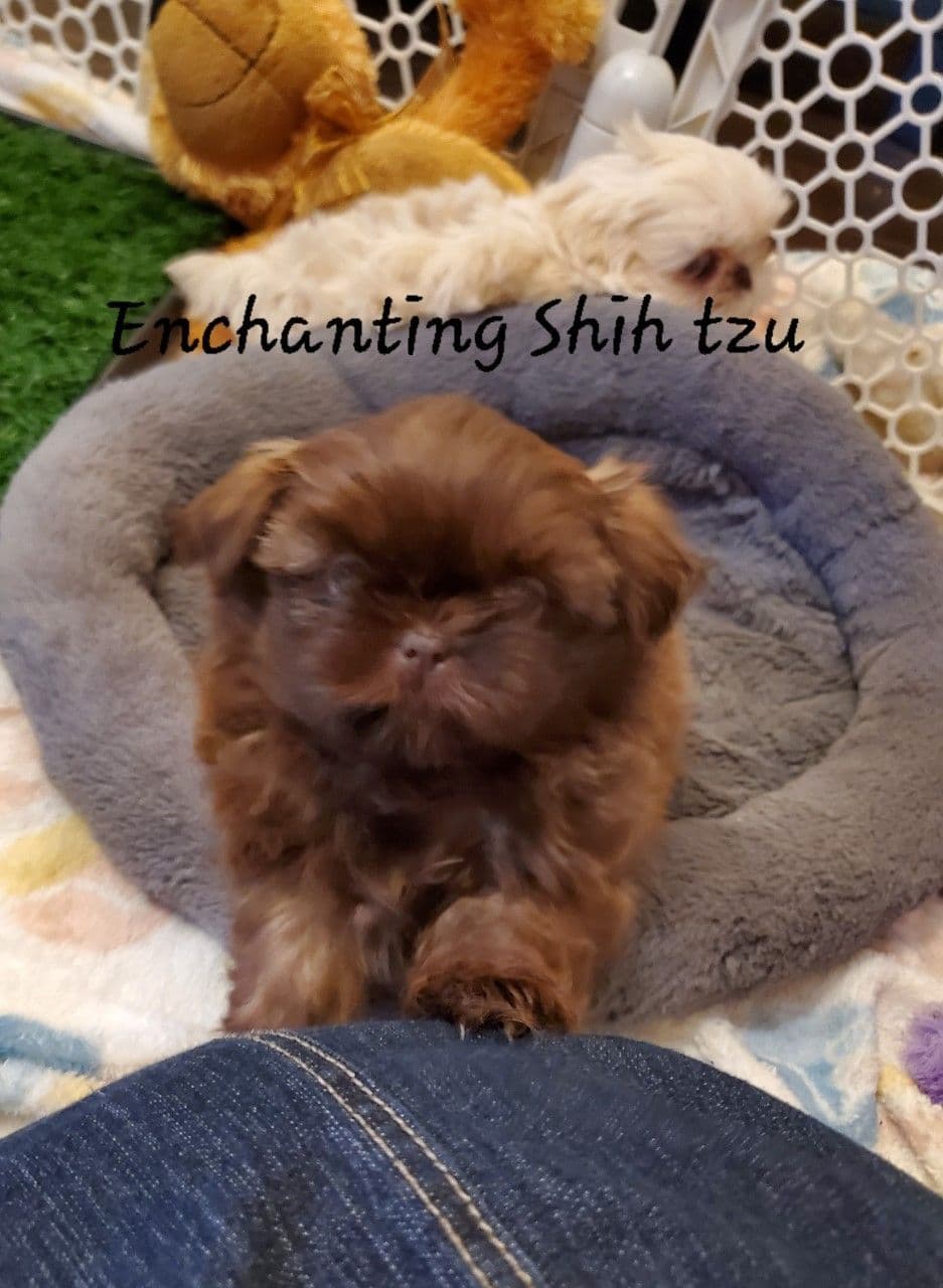 Shih Tzu Puppies Pixel breeder image 9