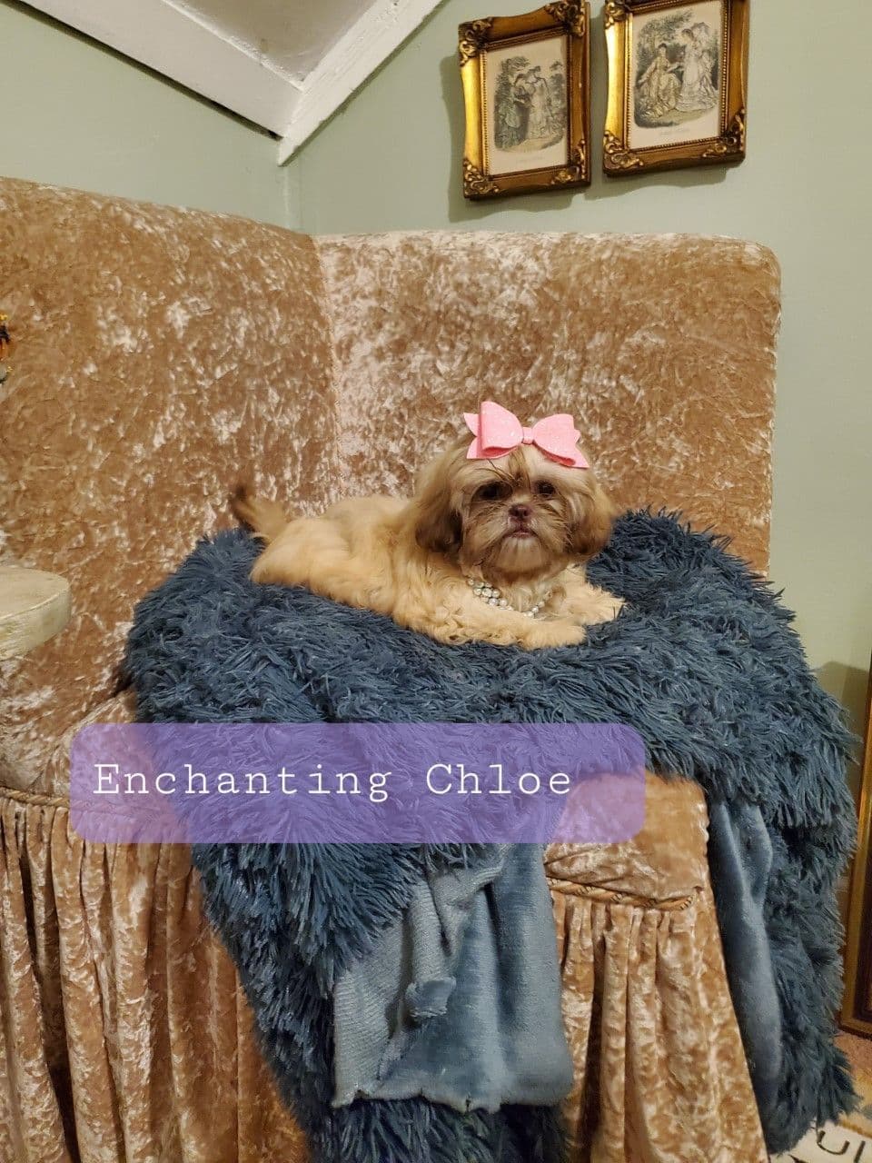 Shih Tzu Puppies Pixel breeder image 10