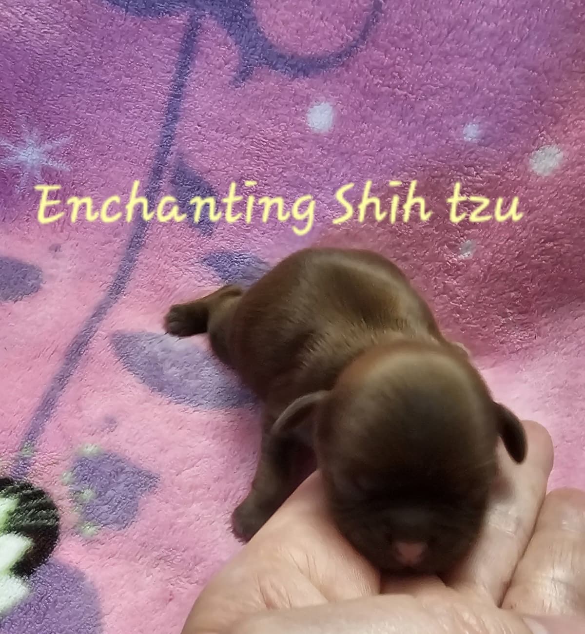Shih Tzu Puppies Pixel breeder image 11