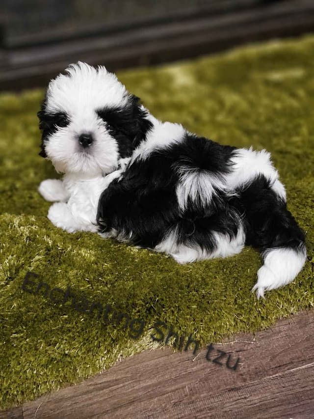 Shih Tzu Puppies Pixel media 3