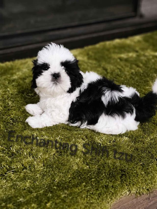 Shih Tzu Puppies Pixel media 2