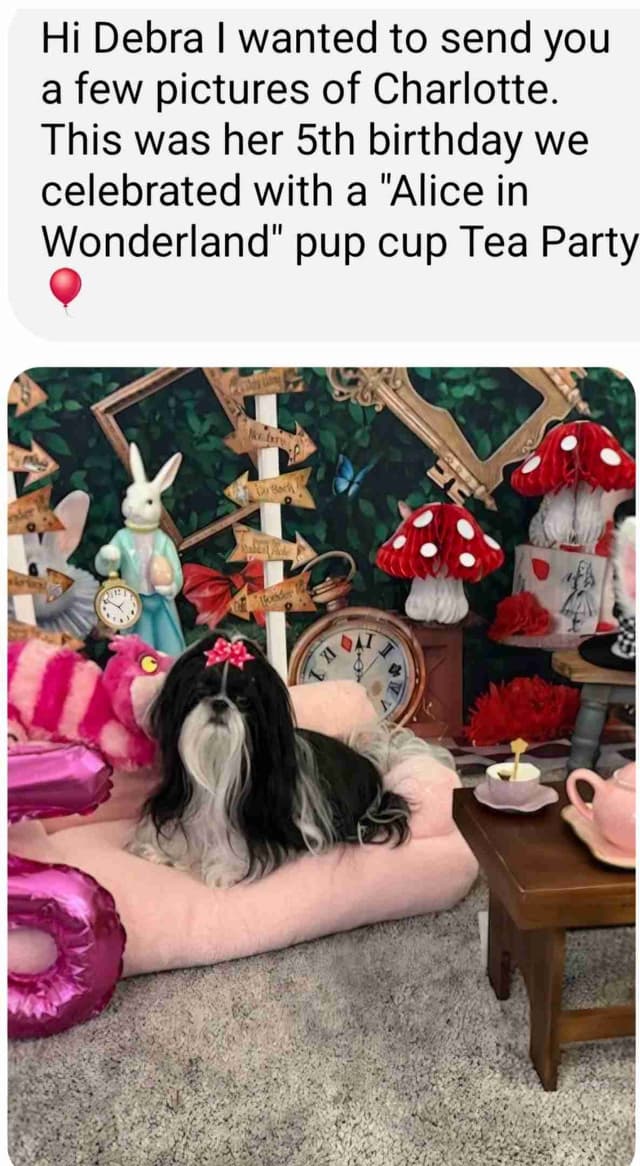 Shih Tzu Puppies Pixel media 4