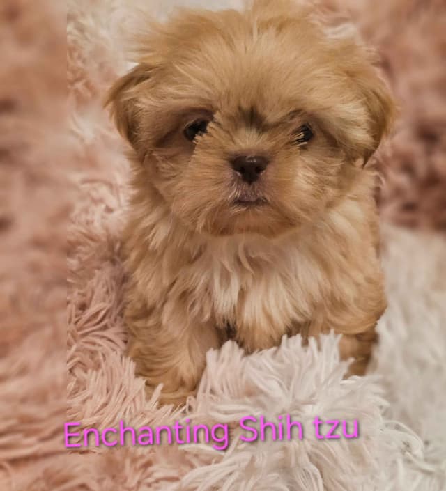 Shih Tzu Puppies media 2