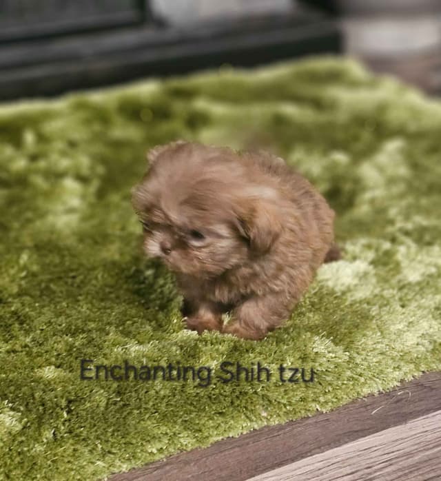 Shih Tzu Puppies media 2