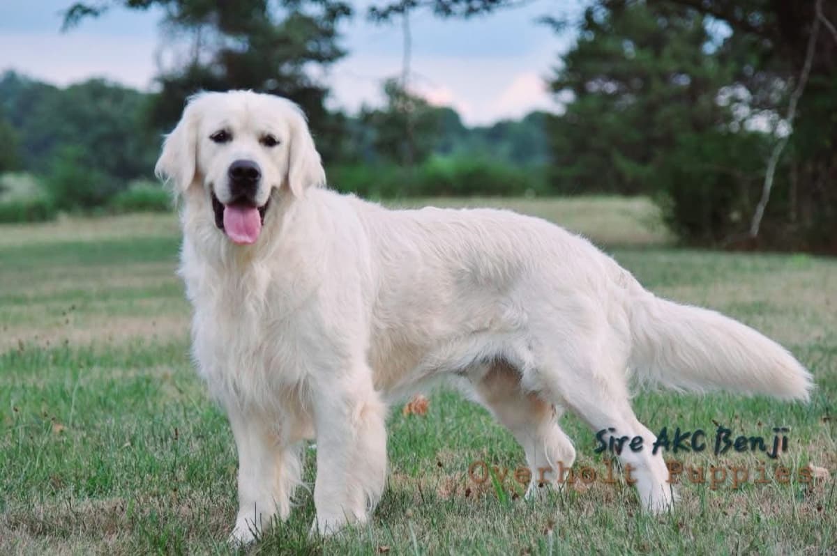 Golden Retriever Puppies breeder image 1