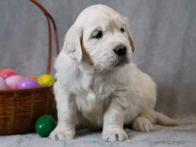 Golden Retriever Puppies media 2