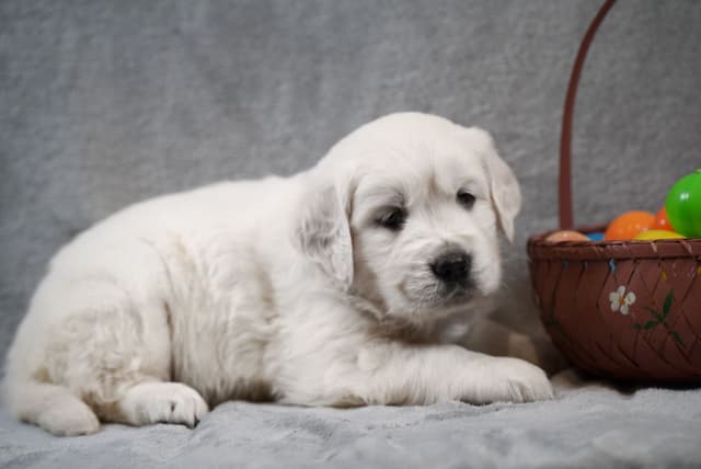 Golden Retriever Puppies media 4