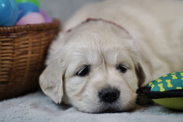 Golden Retriever Puppies media 5