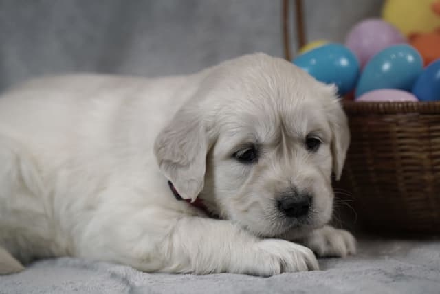 Golden Retriever Puppies media 6