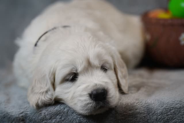 Golden Retriever Puppies media 8