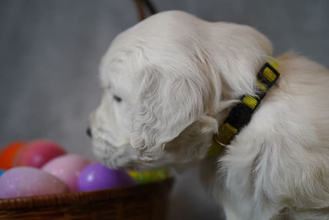 Golden Retriever Puppies media 9