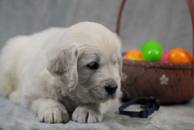 Golden Retriever Puppies media 10