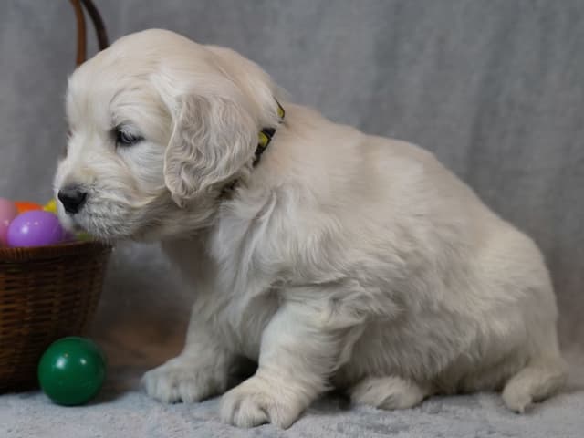 Golden Retriever Puppies media 11