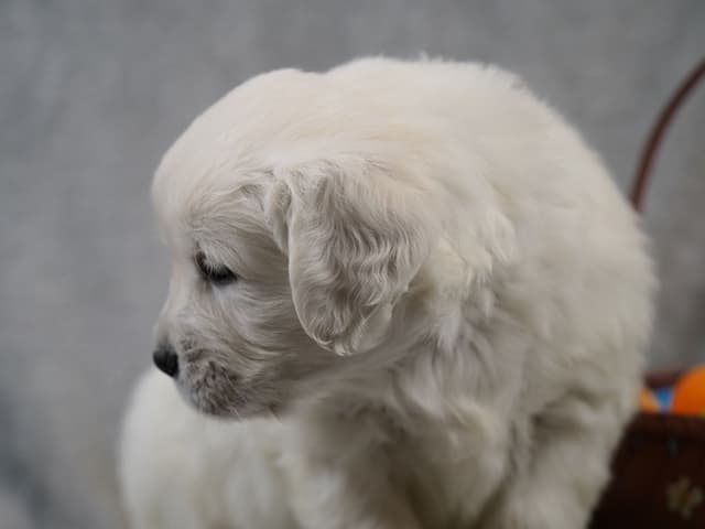 Golden Retriever Puppies media 12