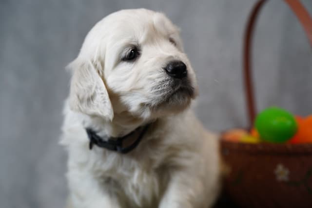 Golden Retriever Puppies media 14