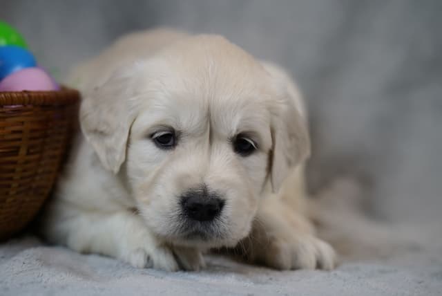 Golden Retriever Puppies media 15
