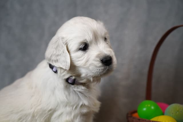 Golden Retriever Puppies media 16