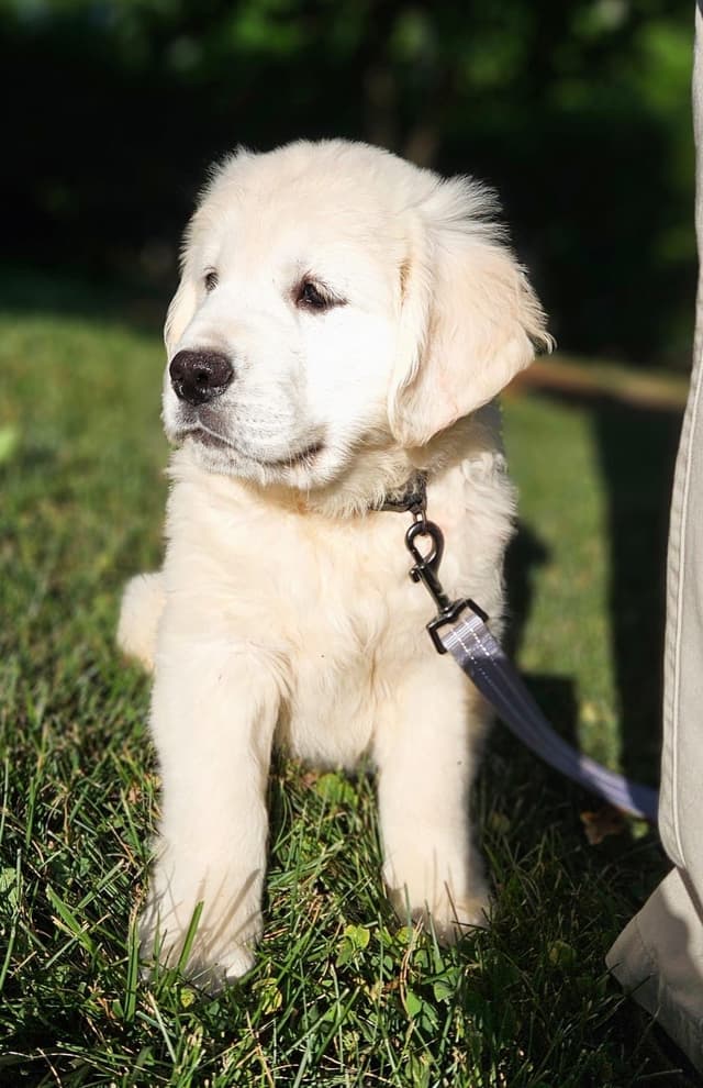 Golden Retriever Puppies media 17