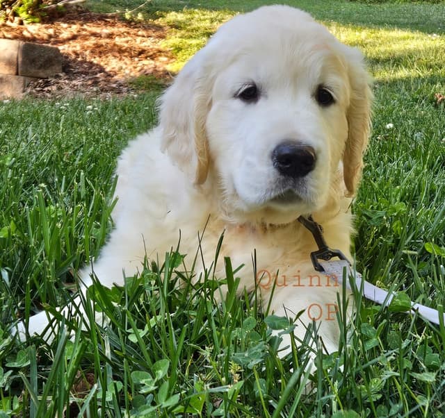 Golden Retriever Puppies media 18
